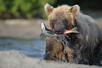 A bear with its catch in its teeth