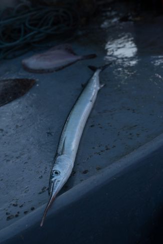 A garfish, also known as a needlefish 