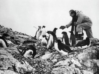 Принц Филипп кормит пингвинов в Антарктике во время кругосветного путешествия на королевской яхте «Британия». 7 января 1957 года