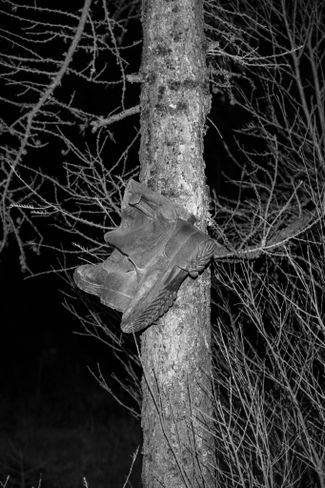 Обувь, прибитая к дереву на железнодорожный костыль на обочине трассы Надым — Салехард. 2021 год