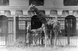 Astra the giraffe, a gift to the Leningrad Zoo on the Moscow zoo’s 100th anniversary, 1964