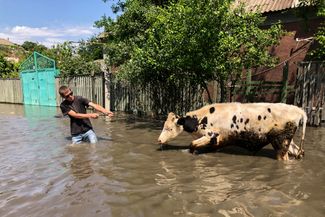 Житель херсонского острова Корабел ведет корову по затопленной дороге