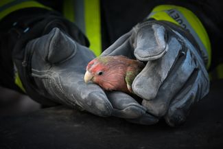 Rescue of a parrot from the rubble of an apartment building in Kharkov
