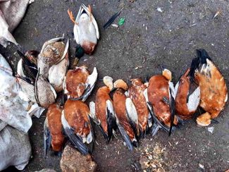 Мертвые птицы в заповеднике Аскания-Нова. 2021 год