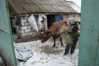Житель Бахмута ведет на поводке корову во время эвакуации города