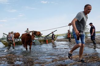 Местные жители эвакуируют свой домашний скот с подтопленных территорий. 