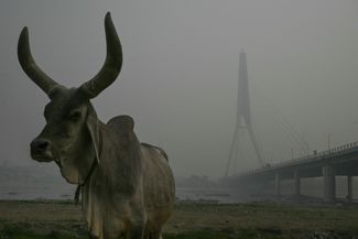 Корова на берегу реки Ямуна возле моста Сигнатур во время сильного смога в Нью-Дели 9 ноября 2023 года