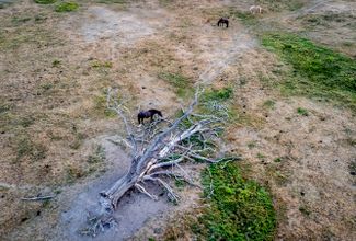 Лошади пасутся рядом с упавшим деревом на высохшем лугу недалеко от Франкфурта. 11 августа 2022 года
