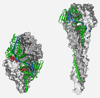 Белок RSV F в конформации до слияния (pre-fusion) с клеточной мембраной (слева) и после (post-fusion, справа). Синим, красным и розовым цветом показаны мутации, стабилизирующие pre-fusion-конформацию. Бирюзовым и зеленым показаны места связывания антител. Желтый, серый и темно-серый — три цепи белка