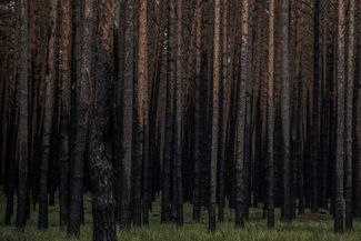 Fire-marked trees in the forest near Chornobyl, September 2022. At the beginning of the war, 14,000 hectares (34,600 acres) of forest burned during a month of fighting, at the beginning of the current war, in the exclusion zone created in the aftermath of the 1986 disaster at the Chernobyl Nuclear Power Plant. <br>