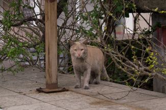 Oiled cat on the street in Tuapse. April 25, 2026