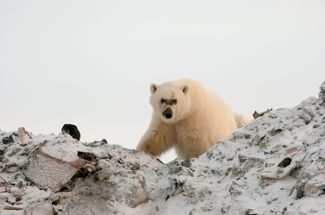 Белый медведь ищет пропитание на свалке на севере Канады