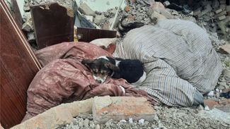 Собака на обломках разрушенного дома в Золочевском районе Львовской области. Ее хозяева погибли во время ракетного удара