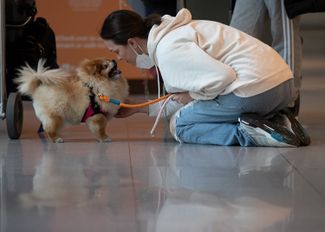 Роберта Гибсон встретилась со своей собакой Чу-Чу в аэропорту Бостона после возвращения из Лондона, 8 ноября 2021 года