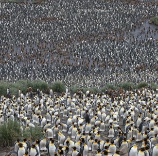 Остров Южная Георгия — одно из самых важных мест размножения королевских пингвинов и альбатросов