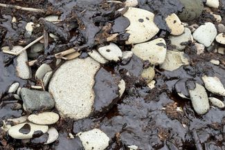 Oiled pebbles on a city beach. April 21, 2026