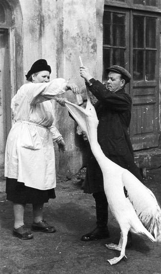 Служитель орнитологической секции зоопарка Иван Куприянов с ветеринарным сотрудником дают лекарство пеликану. Куприянов — персонаж рассказов Чаплиной «Необычная клетка» и «Галины питомцы». 1950-е годы