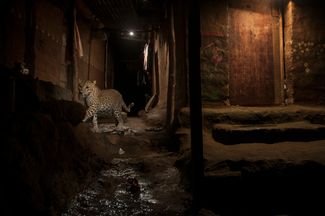 Категория «Природа», второе место в номинации «Отдельная фотография». Дикий леопард в природоохранной зоне Мумбаи