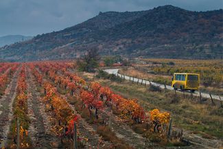 Vineyards along the road leading to the village of Soniachna Dolyna, Crimea. November 13, 2017.