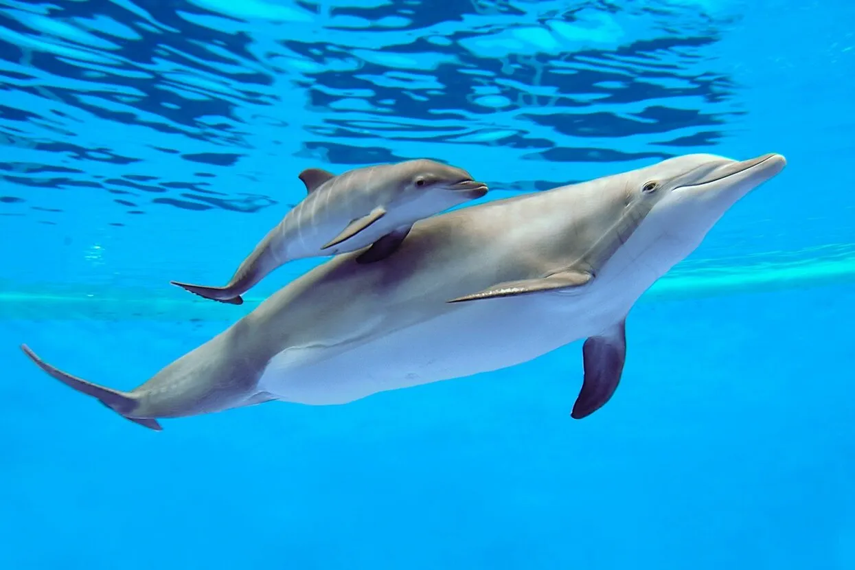 Половые органы дельфина (73 фото)