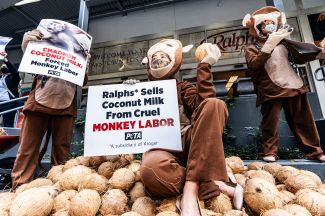 Активисты организации PETA на акции против компании Chaokoh, которую обвиняют в использовании принудительного труда обезьян для сбора кокосов. Лос-Анджелес, 11 февраля 2021 года