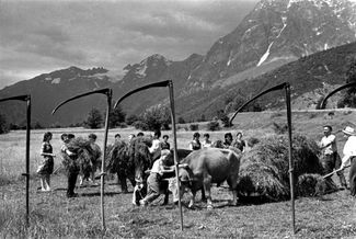 People gathering hay in the Svaneti region. Georgia, 1950s.