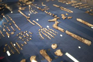 Скелет Homo Naledi, сентябрь 2015-го