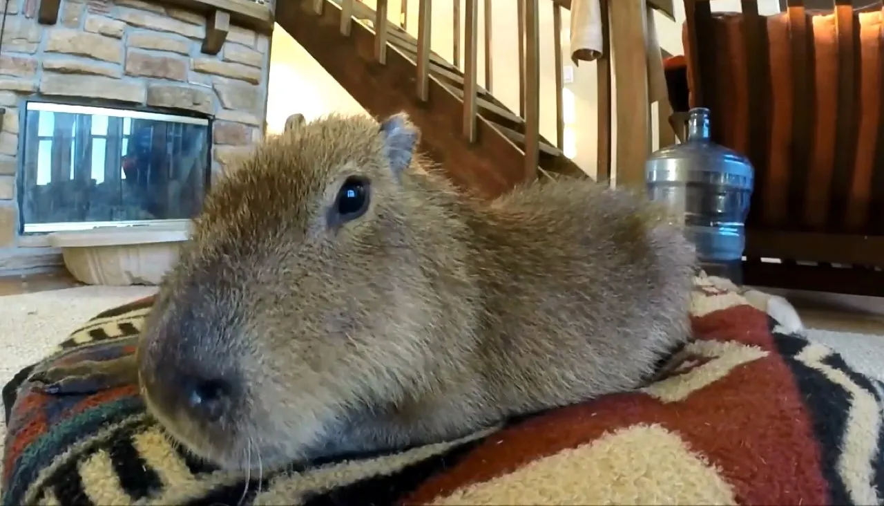 JoeJoe The Capybara / Youtube