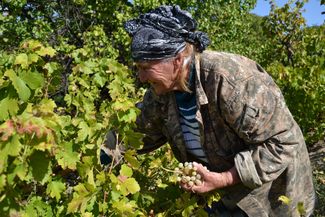 An Armenian woman in her vineyard in Malishka, a village in the southeastern Vayots Dzor province. October 9, 2023.