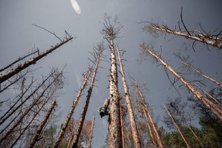 Pine trees damaged by artillery fire in a forest outside of Bucha, in the Kyiv region. Both sides in the conflict used artillery in combat near Ukraine’s capital from February to March 2022.