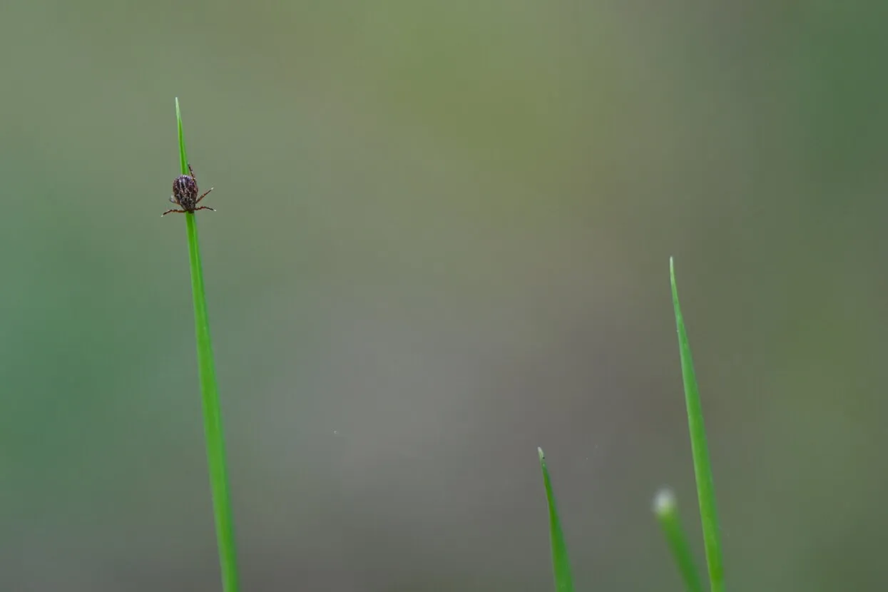 Patrick Pleul / picture alliance / Getty Images