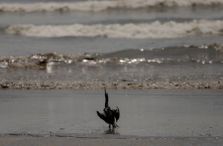 Птица, перепачканная нефтью, на пляже в районе Вентанилья, Перу. 18 января 2022 года. 