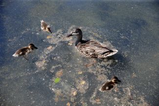 Ducks in flowering water. June 24, 2026