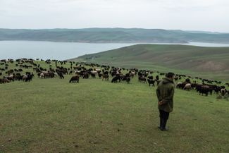 A Kyzyl-Oktyabr resident herds sheep in a pasture next to the Kempir-Abad reservoir. May 2021.