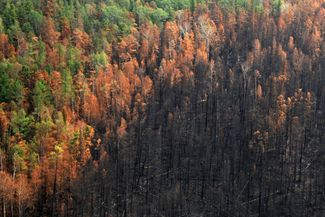 Сгоревший лес в Богучанском районе. 4 августа 2019 года