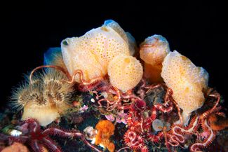 Натюрморт из губок, офиур, мшанок и актиний рядом с Северными Курилами. Так выглядит подводный мир в приближении — кроме привычных всем животных, в океане есть огромное количество странных и необычных существ, про жизнь которых не так уж много известно.