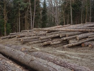 A logging site near the abandoned village of Borysławka, where heavy equipment has torn up the forest floor. February 2024.