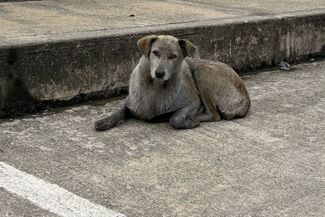A stray dog ​​smeared with oil on a street in Tuapse. April 25, 2026