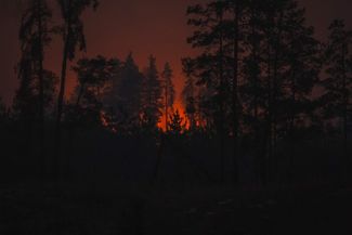 Пожар в Лиманском лесничестве Донецкой области после обстрела