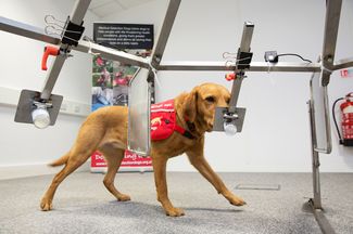 Лабрадор Дейзи из британской организации Medical Detection Dogs натренирована чуять рак