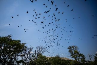 Стая птиц взлетает после взрыва в сельской местности в Николаевской области