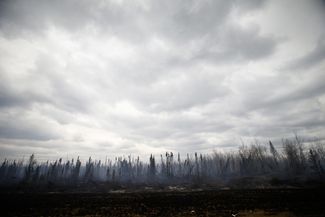 Сгоревший лес в провинции Альберта