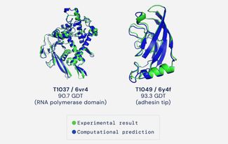 Наложение предсказанных (синее) и определенных физическими методами (зеленое) структур двух белков. Слева вирусная полимераза, над которой работала Мария Соколова с соавторами