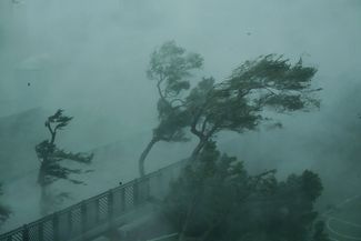 Деревья на гонконгской набережной во время тайфуна