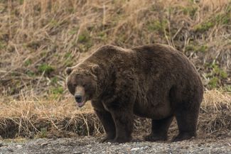 A cannibal bear in South Kamchatka Federal Sanctuary, autumn 2020