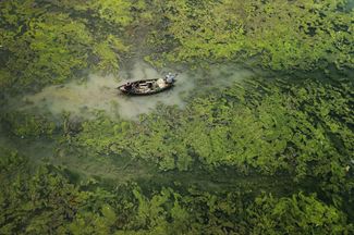 «Зеленый барьер». Сандипани Чаттопадхай, 2021 год. На снимке — разросшиеся водоросли на реке Дамодар в Индии. Они препятствуют проникновению солнечного света под поверхность воды и нарушают речные экосистемы