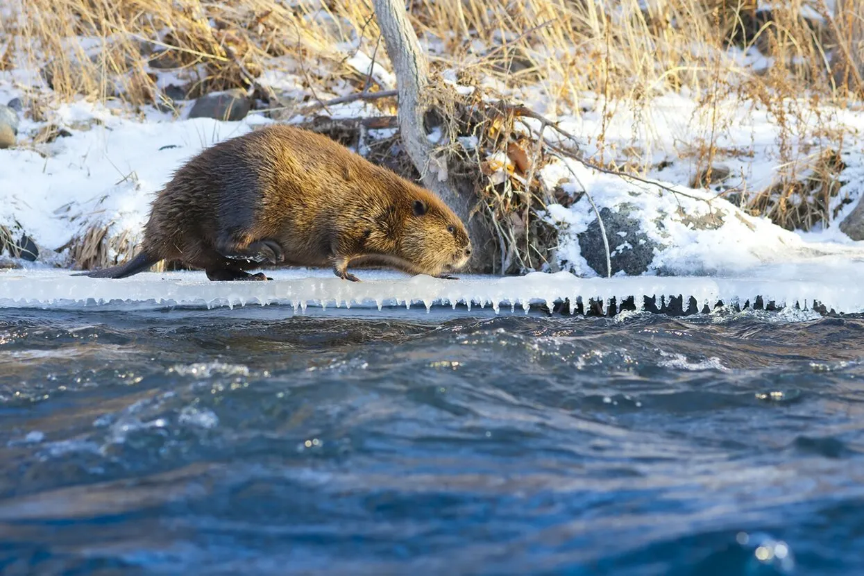 Neil Lockhart / Shutterstock.com