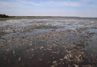 Мертвая рыба на дне Каховского водохранилища недалеко от села Марьянское