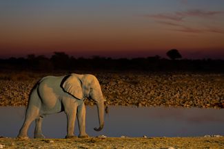 Африканский слон (Loxodonta africana) и закат