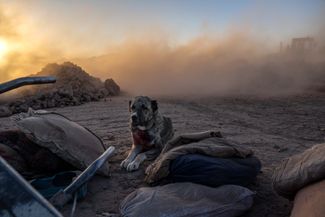 Собака в провинции Герат на западе Афганистана ждет своих хозяев у обломков дома, который был разрушен землетрясением. Все жители дома погибли